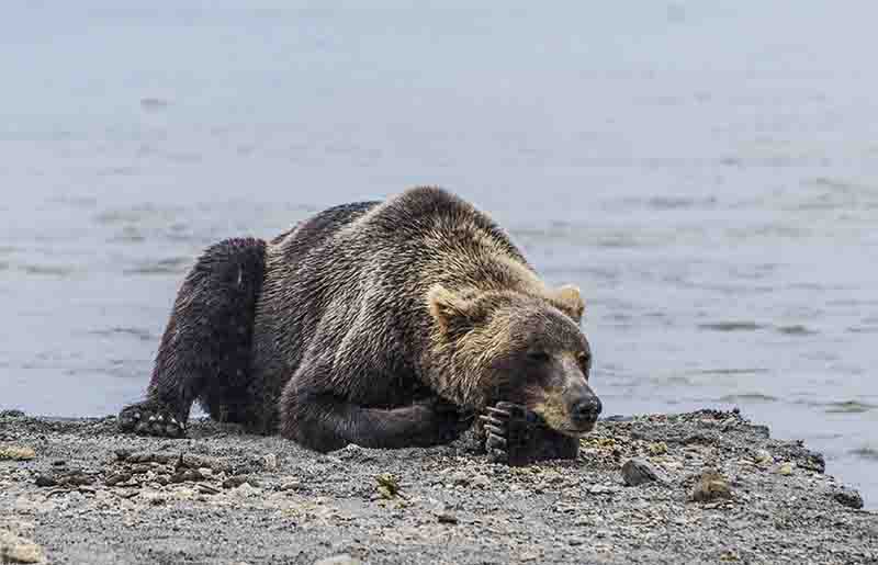 Oso Pardo - Kamchatka - Rusia 36.jpg